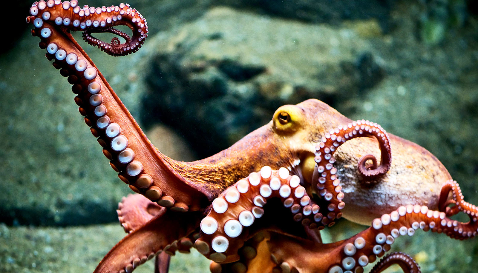 Octopus : The Octopus that led the way to Robotics