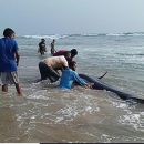 100 pilot Whales have been Rescued on a Beach in Western Coast of Sri Lanka