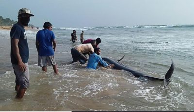 100 pilot Whales have been Rescued on a Beach in Western Coast of Sri Lanka