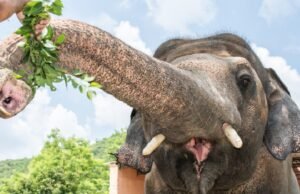 Pakistan to relocate lonely Sri Lankan Elephant Kavan to Cambodia