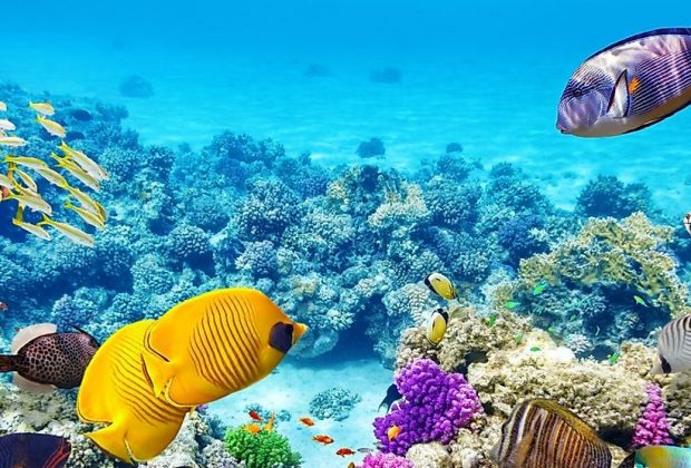 Great Barrier Reef should be listed as ‘in danger’, Unesco recommends