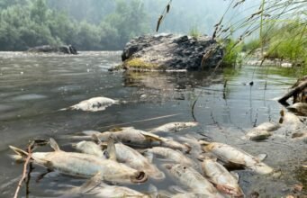 California Wildfire Near Oregon Causes Fish Deaths – tribe says