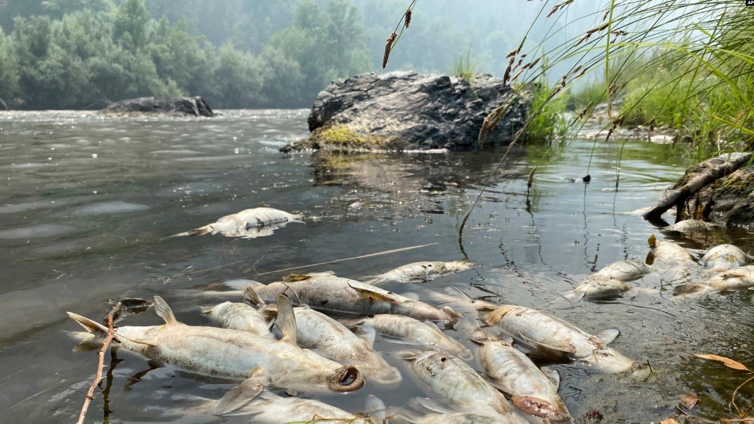 California Wildfire Near Oregon Causes Fish Deaths - tribe says 1 tribe fish wikimess 1