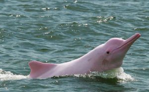 Pink Dolphin Fish (Inia geoffrensis)