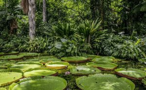 Amazon Water Tray