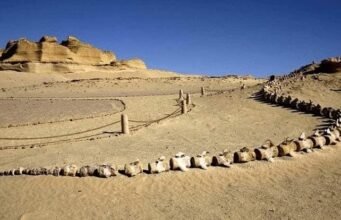 Whales that walked the Desert