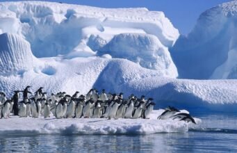 Giant iceberg crashes into colony, killing 150,000 Antarctic Penguins