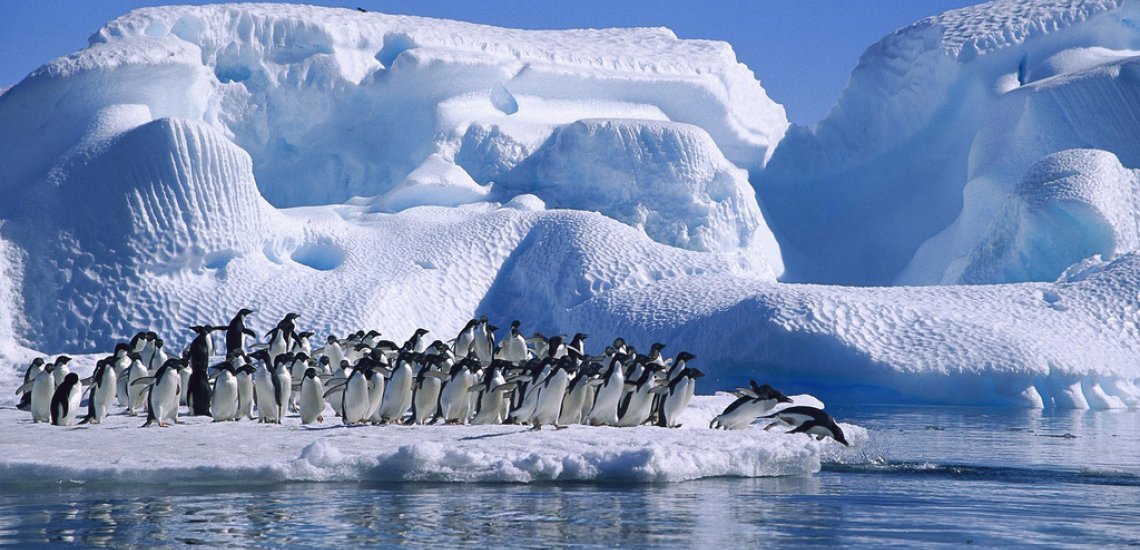 Giant iceberg crashes into colony, killing 150,000 Antarctic Penguins 1 adelie penguins diving hope bay 1