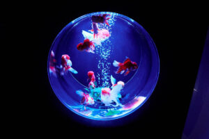 Art Aquarium Museum GINZA: A Unique Underwater Artistry