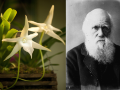 Darwin’s Orchid: A Mystery Solved?